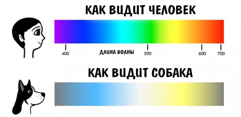 Как видит человек и собака