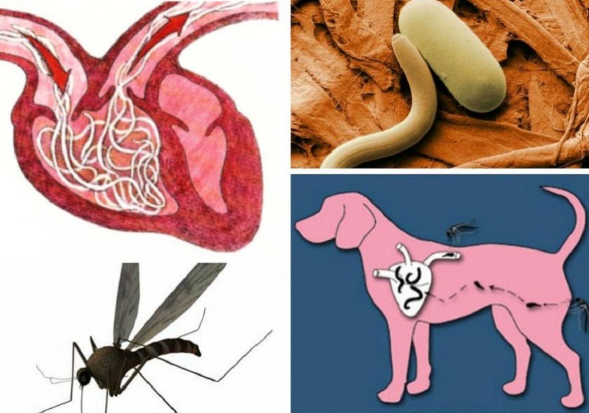 Паразиты у собак