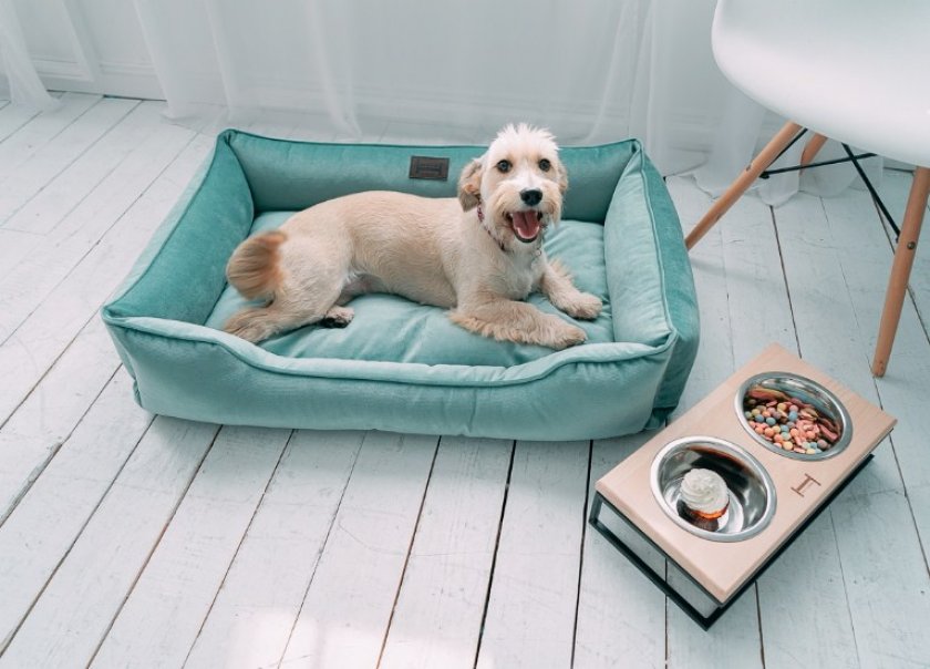 Пес в лежанке