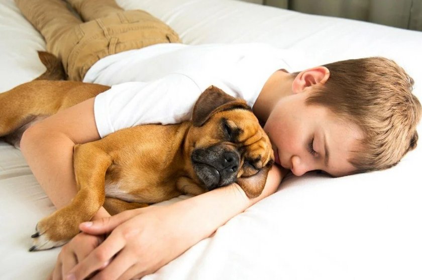 Ребенок спит с собакой