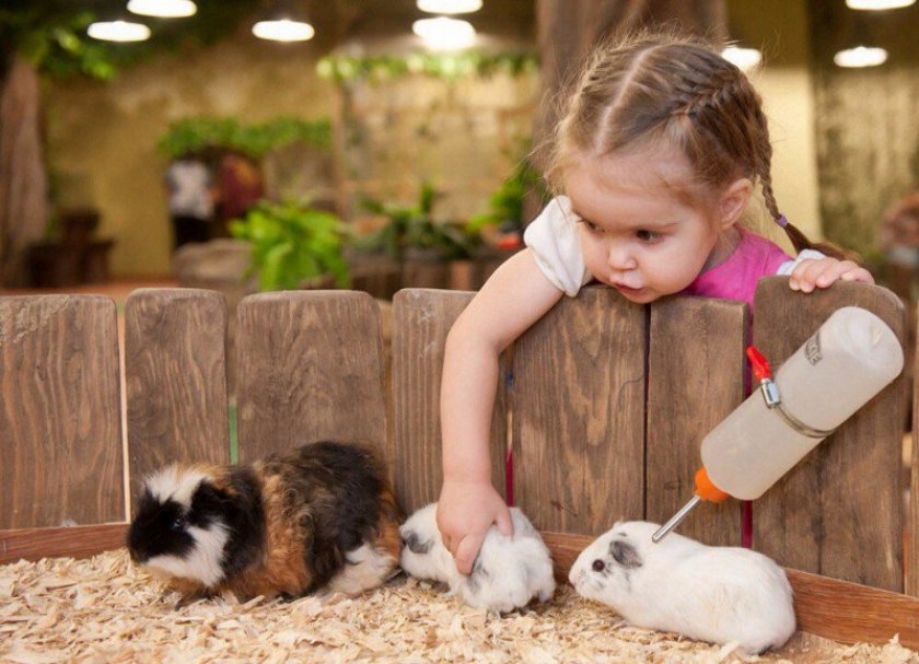 Уход за домашними животными