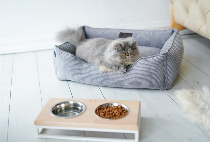 Кошка на лежанке