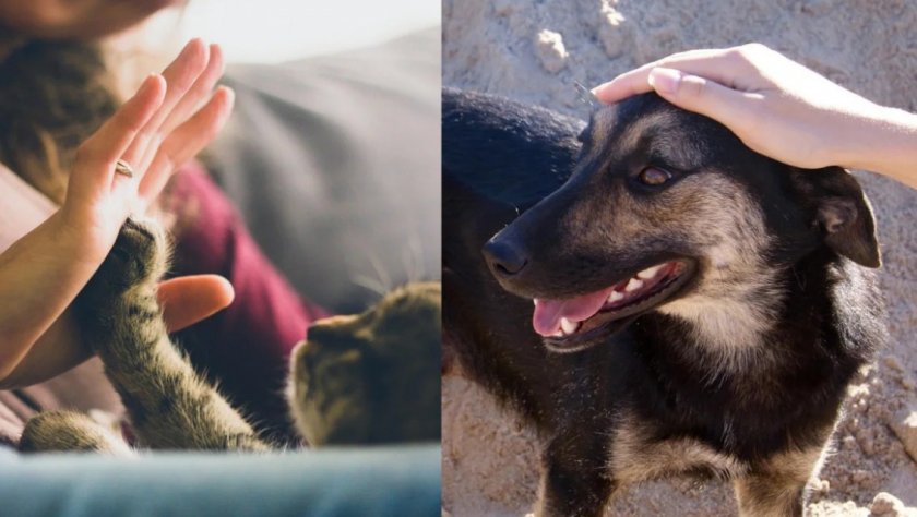 Кошки и собаки