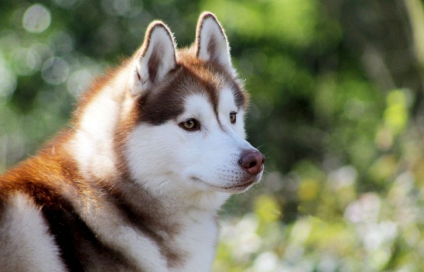 Сибирский хаски