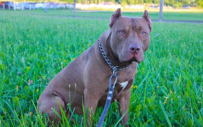 Американский питбультерьер