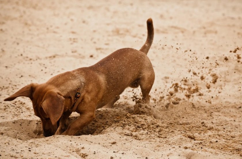 Питомец роет яму