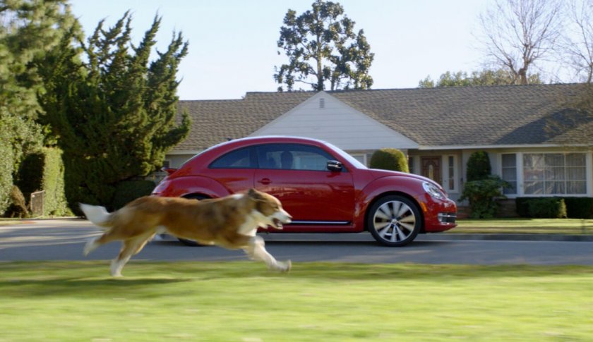 Собака гонится за машиной