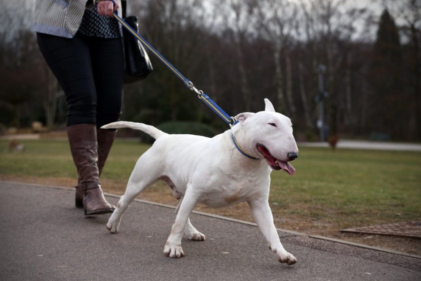 Дрессировка собаки
