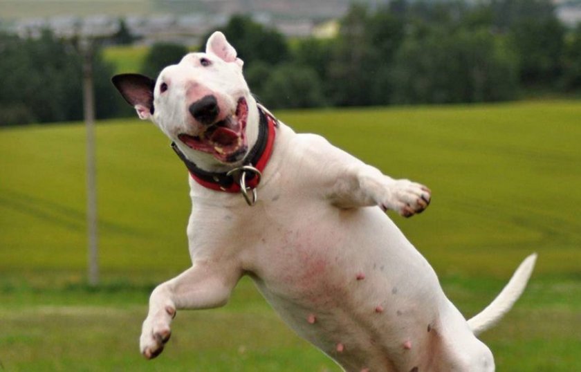 Бультерьер