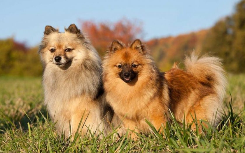 Немецкий шпиц