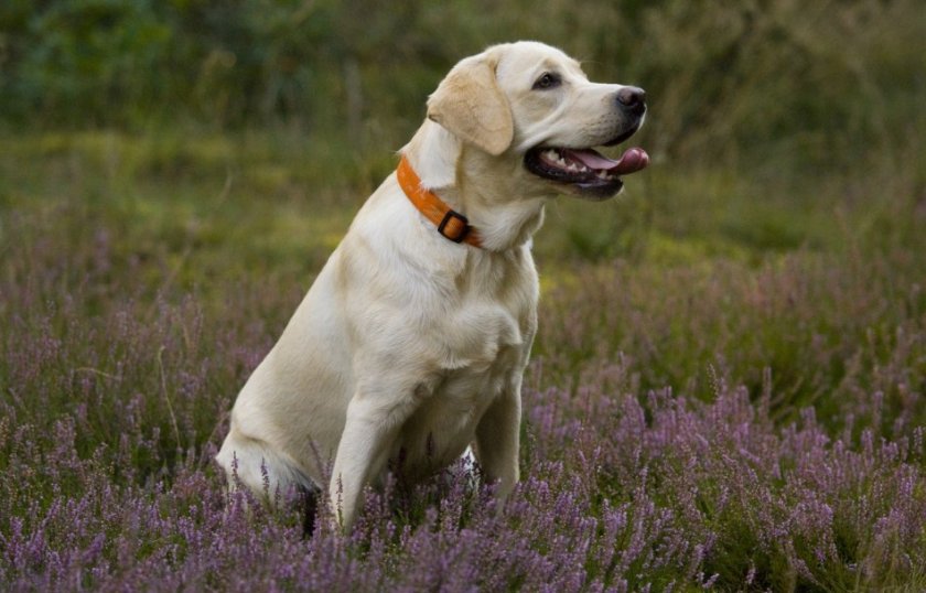 Лабрадор-ретривер