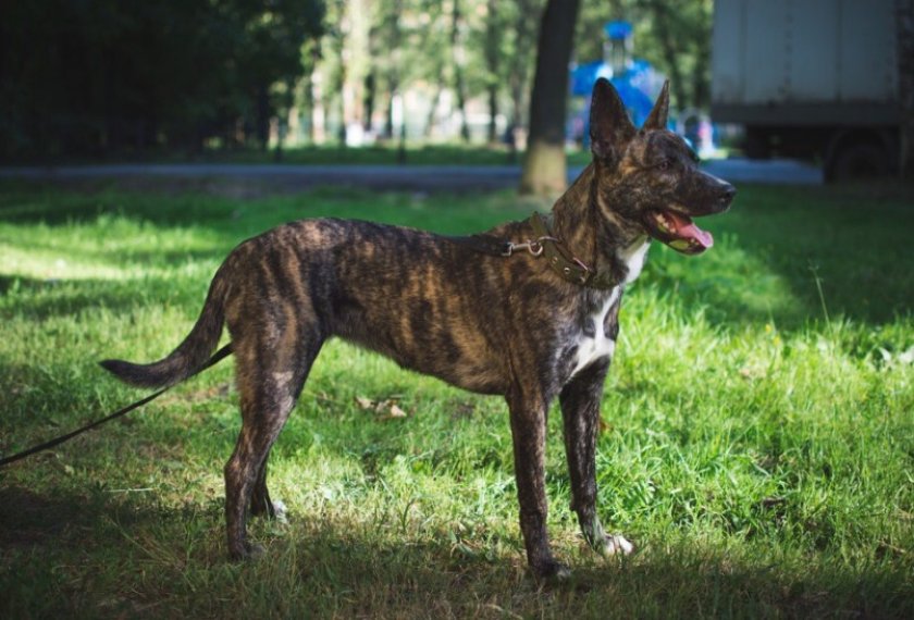 Шерсть тигрового окраса