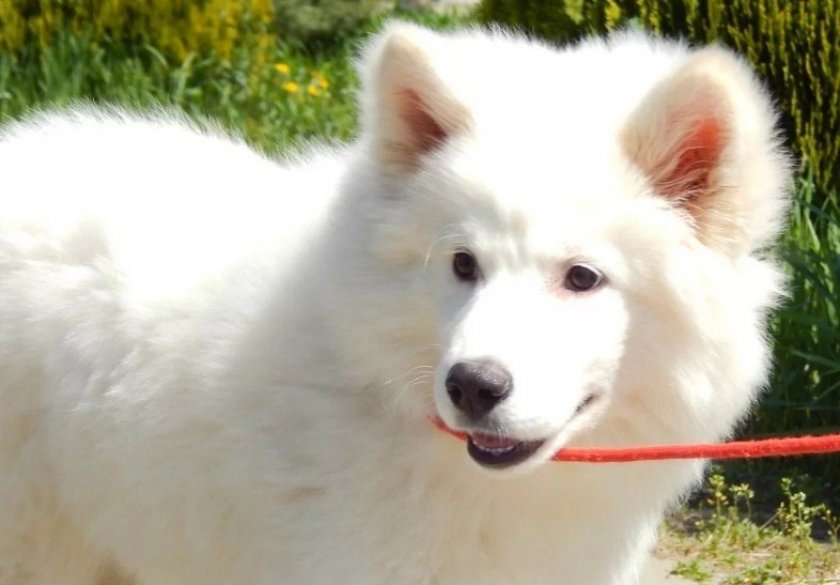 Шерсть светлого окраса