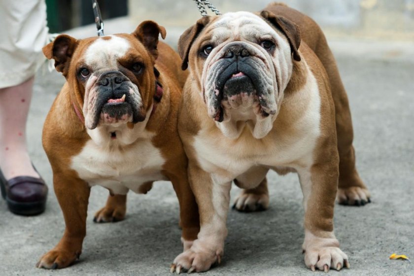 Английский бульдог Английский бульдог