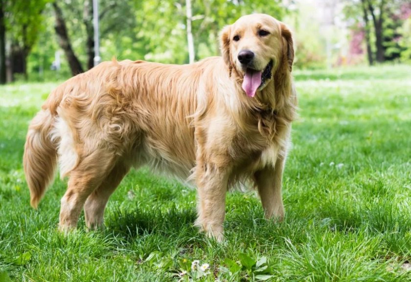 Золотой ретривер Золотой ретривер