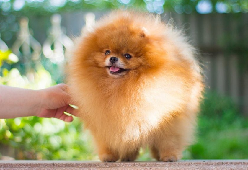 Померанский шпиц Померанский шпиц