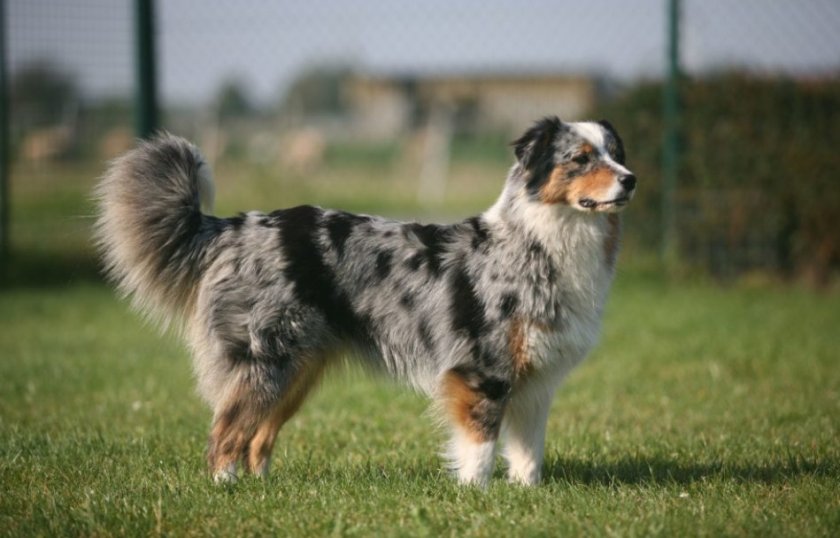 Австралийская овчарка Австралийская овчарка