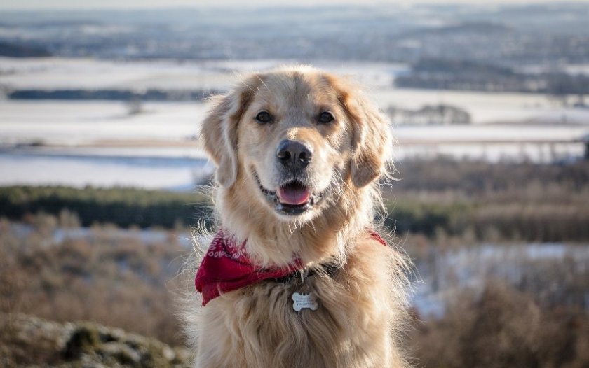Золотистый ретривер Золотистый ретривер