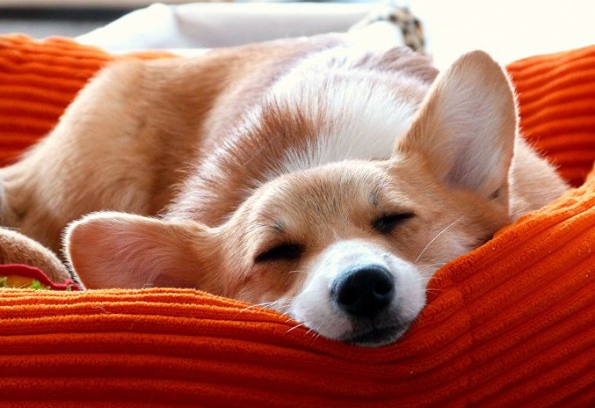 Спящая собака