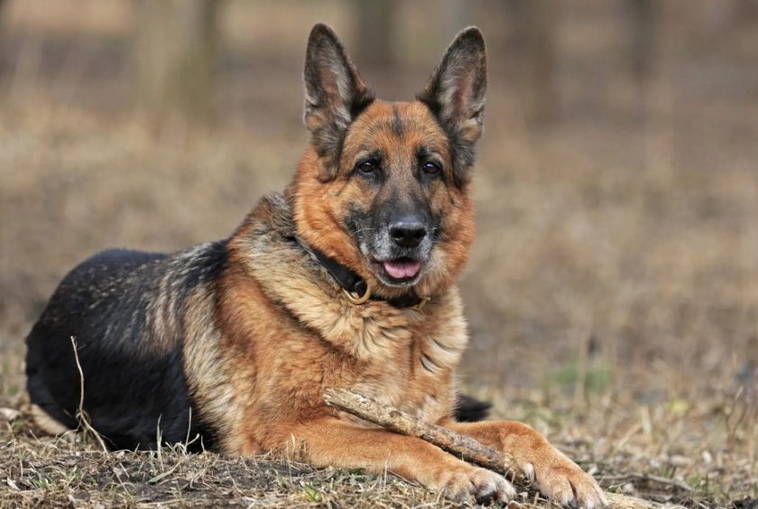 Немецкая овчарка