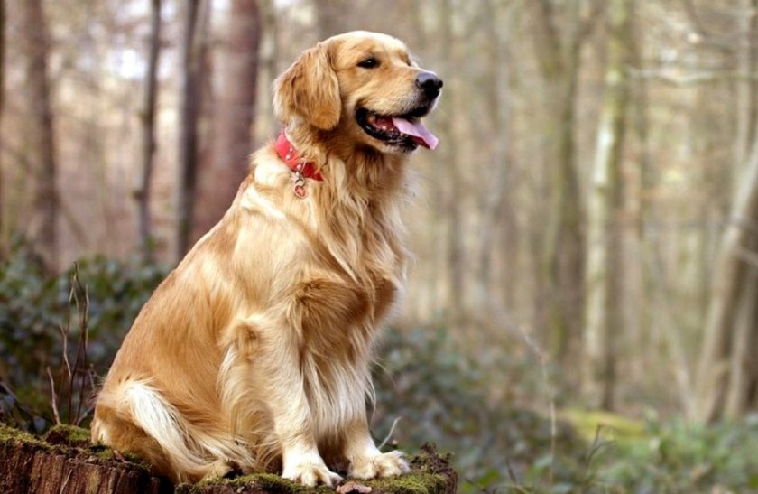 Золотистый ретривер