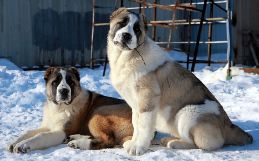 Среднеазиатская овчарка