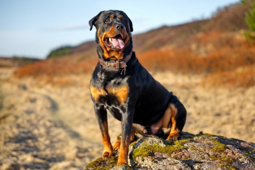 Ротвейлер