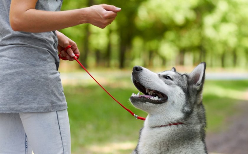Пес смотрит на хозяина