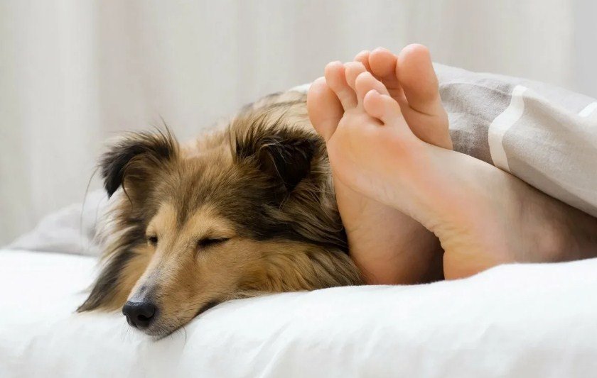 Собака спит в ногах