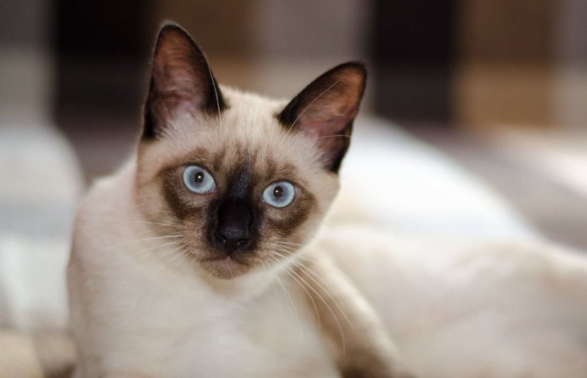 Сиамская кошка