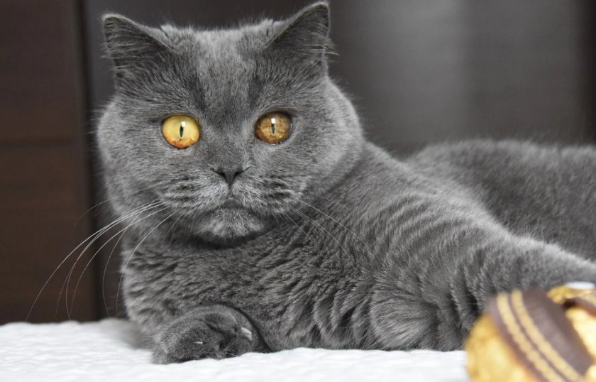 Британская короткошерстная кошка