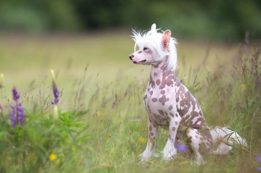 Китайская хохлатая собака Китайская хохлатая собака