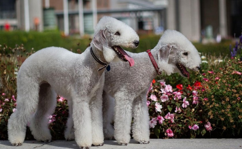 Бедлингтон-терьер Бедлингтон-терьер