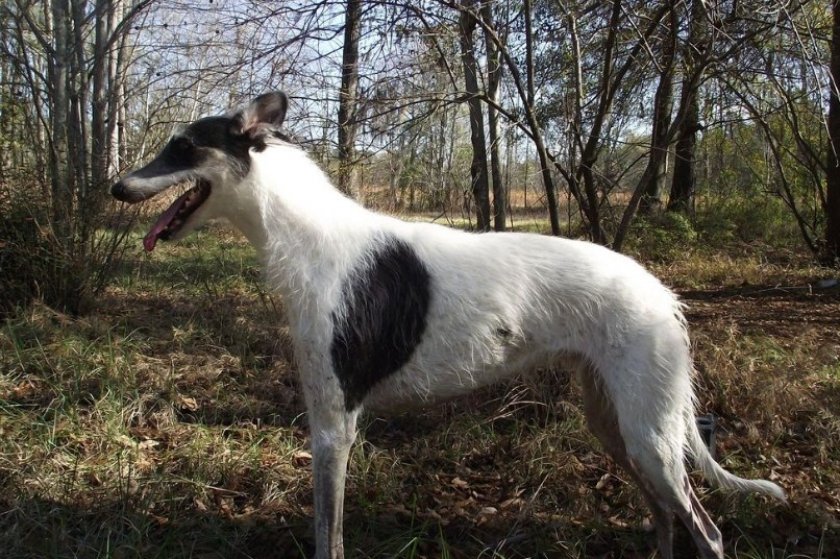 Стагхаунд Стагхаунд