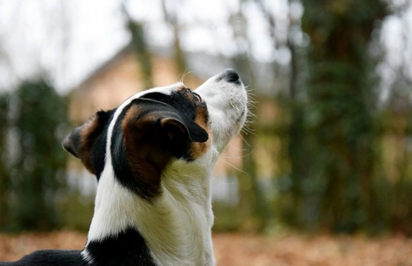 Собака Собака