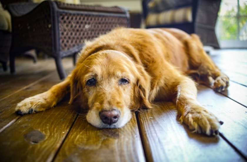 Апатия у собаки Апатия у собаки