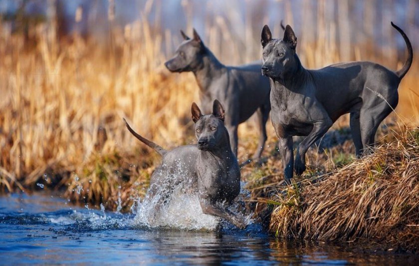 Тайский риджбек