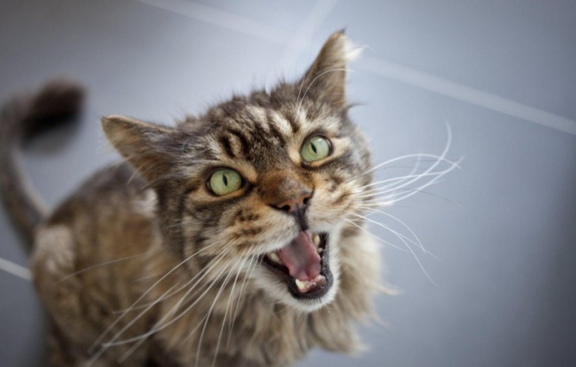 Кошка мяукает
