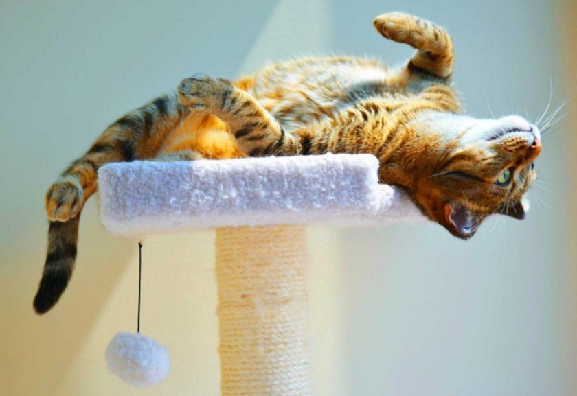 Активный кот