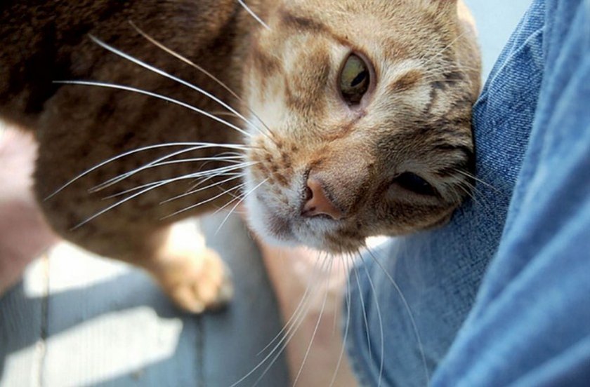 Кошка бодается