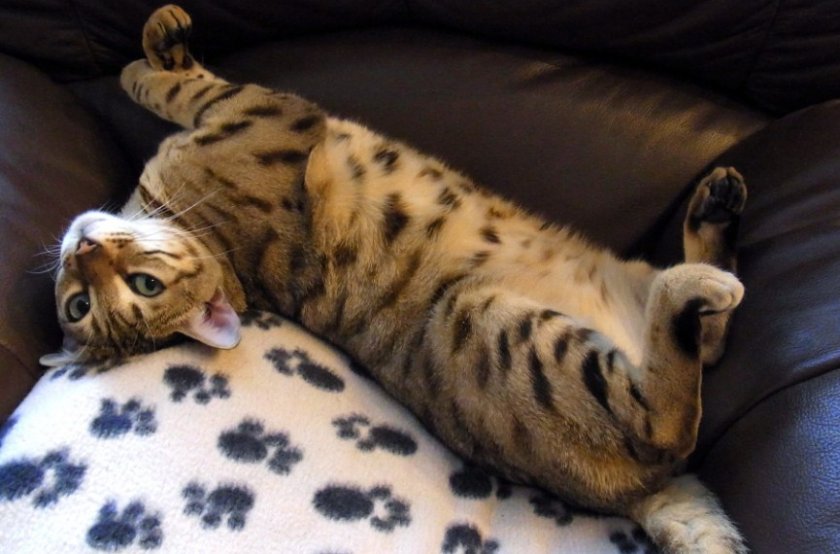 Кошка лежит на спине