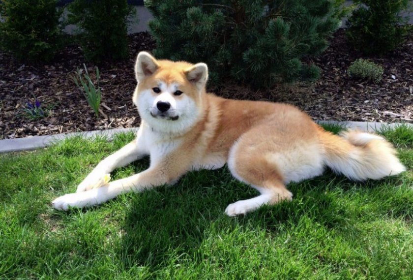 Акита-ину