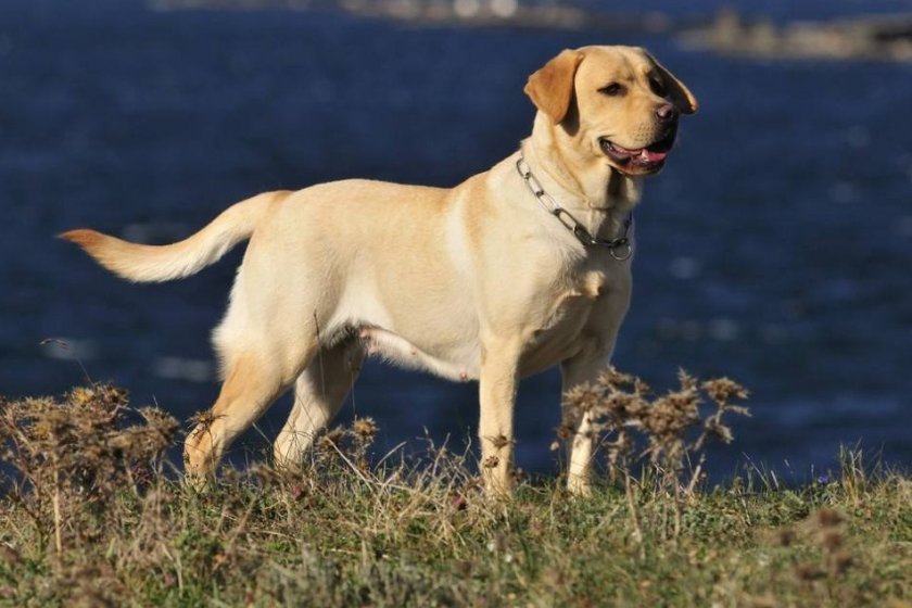 Лабрадор-ретривер