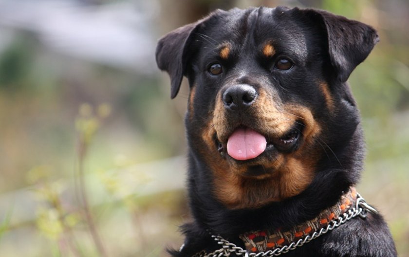 Ротвейлер