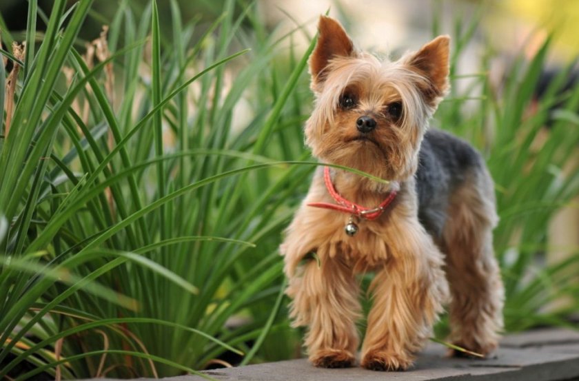 Йоркширский терьер