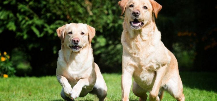 5 пород собак, которые пользуются популярностью. Обновленный список 2021 года