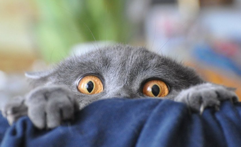 Испуганный кот