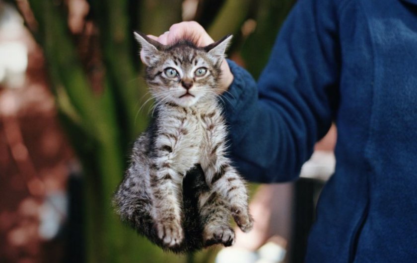 Хозяин поднимает кошку за шкирку