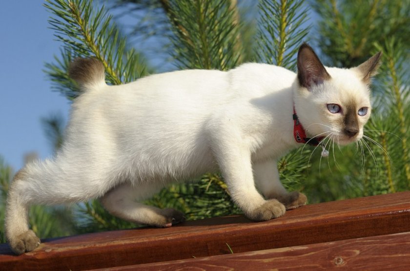 Меконгский бобтейл