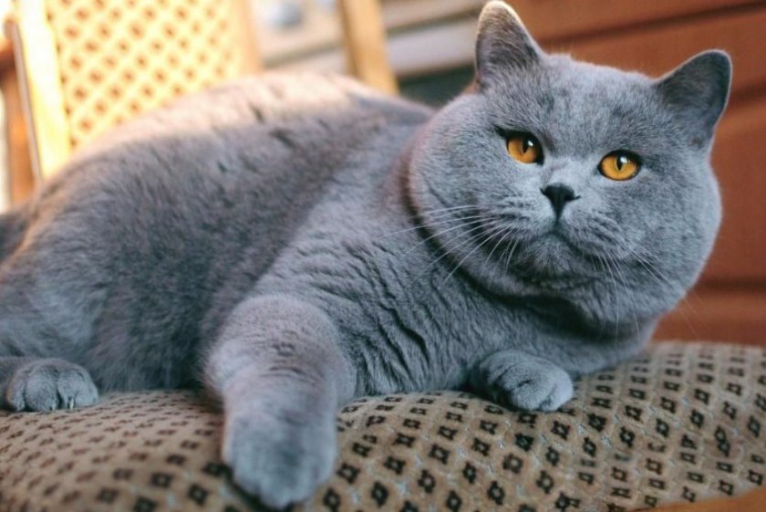 Британская короткошерстная кошка